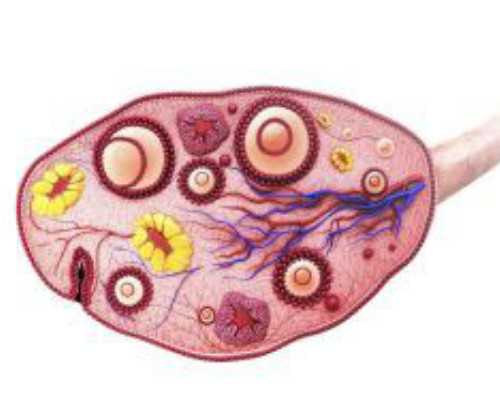 细菌性阴道炎：揭示其影响和预防方法