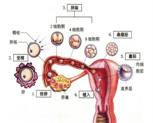 台湾代怀孕公司专业吗-台湾代孕花钱是多少孕妇